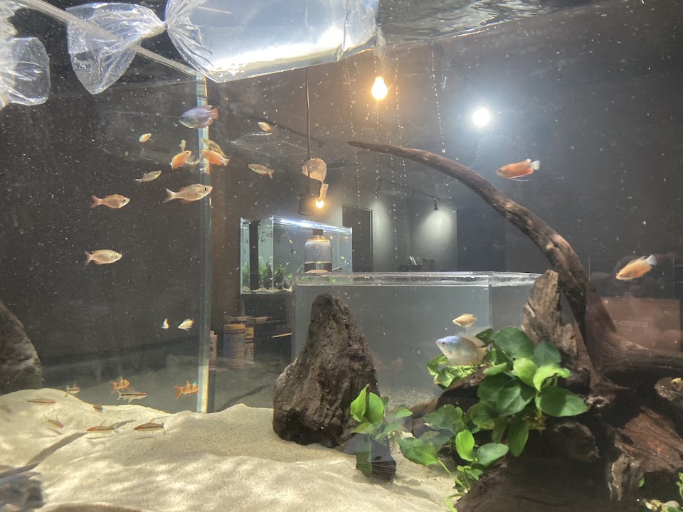 シーシャカフェ＆バー＆アクアリウム Ripples/リプルズ 札幌店の写真 3枚目