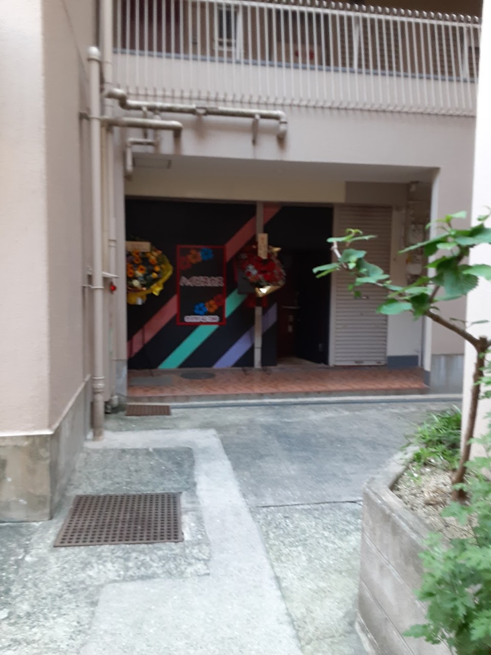 ハイビスカスの写真 2枚目
